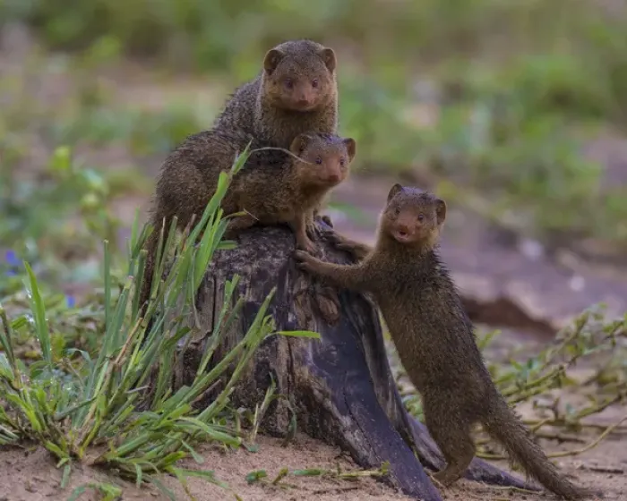 Framed Print : Africa. Tanzania. Dwarf mongoose family (Helogale parvula) in Tarangire NP