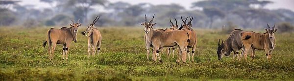 Africa. Tanzania. Eland (Taurotragus oryx), a large antelope, at Ndutu in Serengeti NP