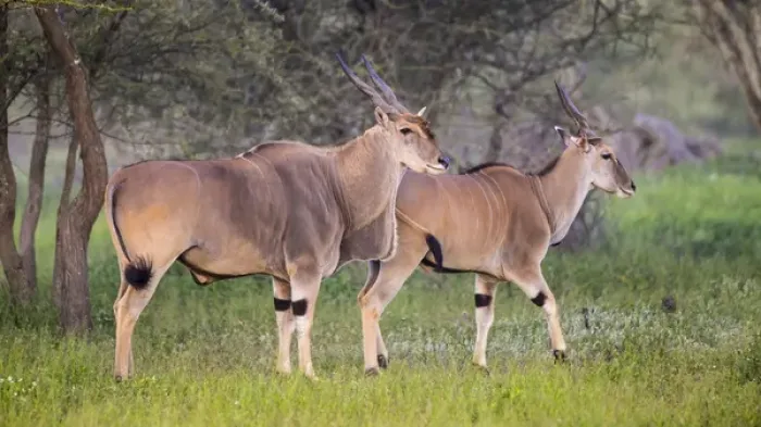 Framed Print : Africa. Tanzania. Eland (Taurotragus oryx), a large antelope, at Ndutu in Serengeti NP