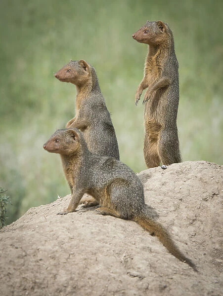 Africa, Tanzania. A family of pygmy mongoose keeps vigil from atop an ant hill in the Serengeti