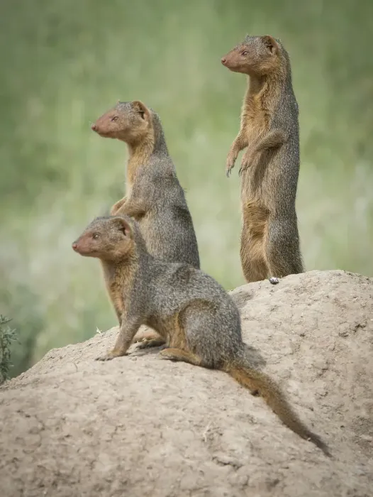 Framed Print : Africa, Tanzania. A family of pygmy mongoose keeps vigil from atop an ant hill in the Serengeti