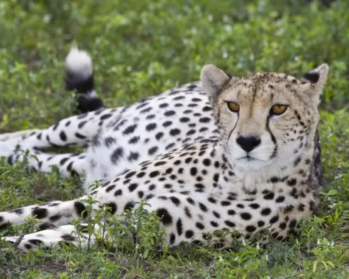 Framed Print : Africa. Tanzania. Female Cheetah at Ndutu in the Ngorongoro Conservation Area