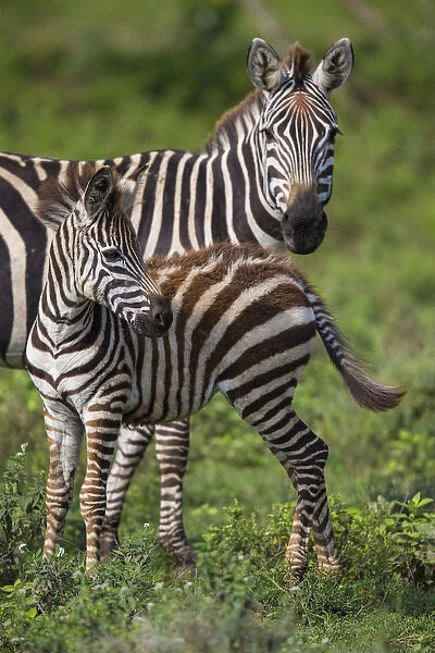 Africa. Tanzania. Female Zebra (Equus quagga) with colt in Serengeti NP