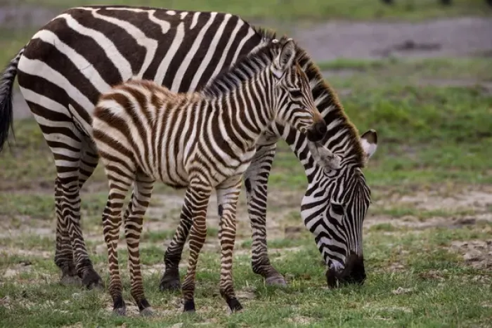 Framed Print : Africa. Tanzania. Female Zebra (Equus quagga) with colt in Serengeti NP