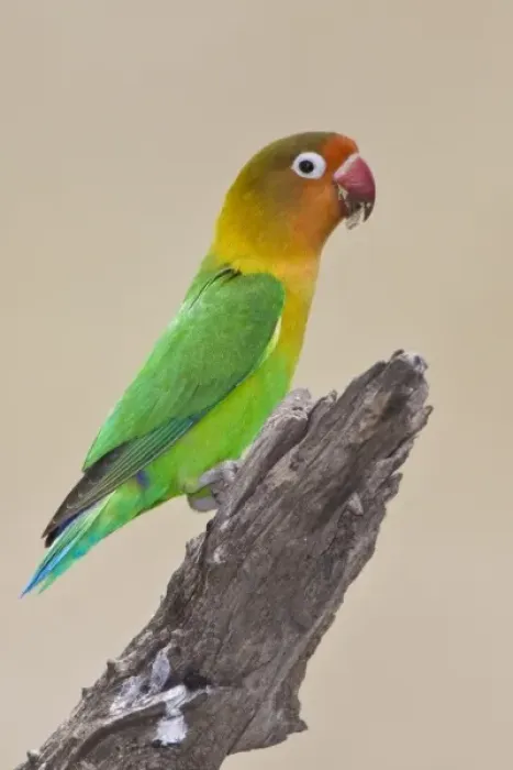 Framed Print : Africa. Tanzania. Fischers Lovebird at Ndutu in the Ngorongoro Conservation Area