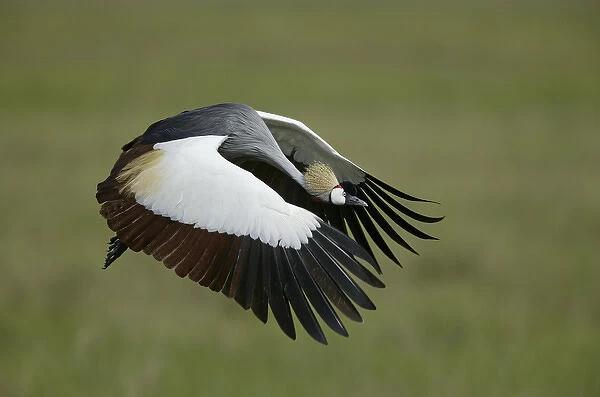 Africa, Tanzania. Flying grey-crowned crane with wings in downstroke