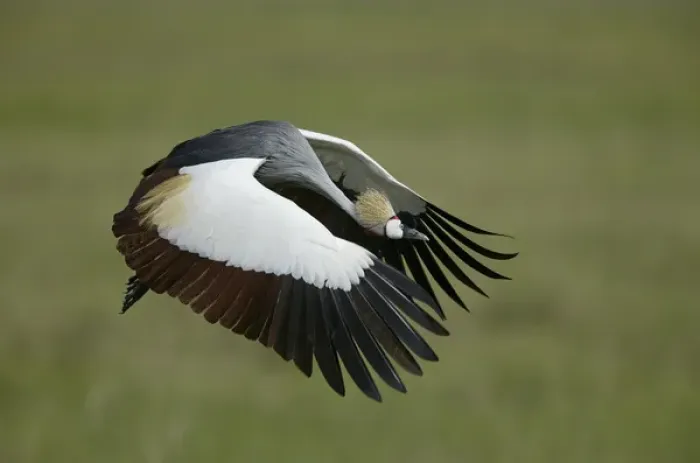 Framed Print : Africa, Tanzania. Flying grey-crowned crane with wings in downstroke