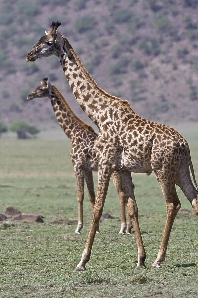 Africa. Tanzania. Giraffes in the Ngorongoro Conservation Area