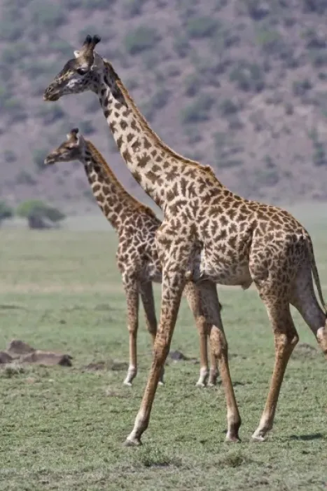 Framed Print : Africa. Tanzania. Giraffes in the Ngorongoro Conservation Area