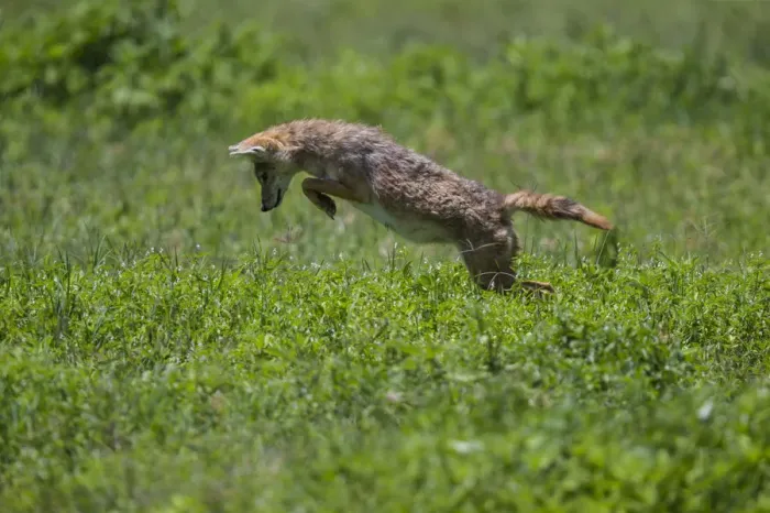 Framed Print : Africa. Tanzania. Golden jackal (Canis aureus) hunting in Serengeti NP Framed Print : Africa. Tanzania. Golden jackal (Canis aureus) hunting in Serengeti NP