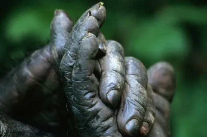 Framed Print : AFRICA, Tanzania, Gombe Nat l Park, Male Chimpanzee clasps his foot Framed Print : AFRICA, Tanzania, Gombe Nat l Park, Male Chimpanzee clasps his foot