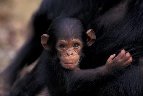 Africa, Tanzania, Gombe Nat l Park, Flirt, a 3-week-old chimpanzee (Pan troglodytes)
