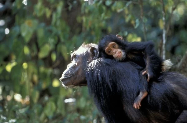 AFRICA, Tanzania, Gombe NP, Chimpanzees. Female chimp with infant riding on her back
