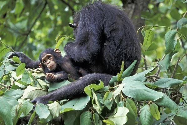 Africa, Tanzania, Gombe NP Female chimpanzee (Pan troglodytes) Mother in nest grooming