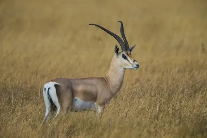 Framed Print : Africa. Tanzania. Grants gazelle (Nanger granti) in Serengeti NP