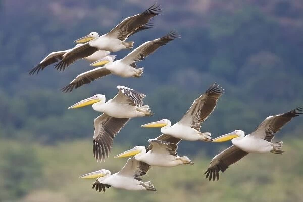 Africa. Tanzania. Great White Pelicans flying in Manyara NP