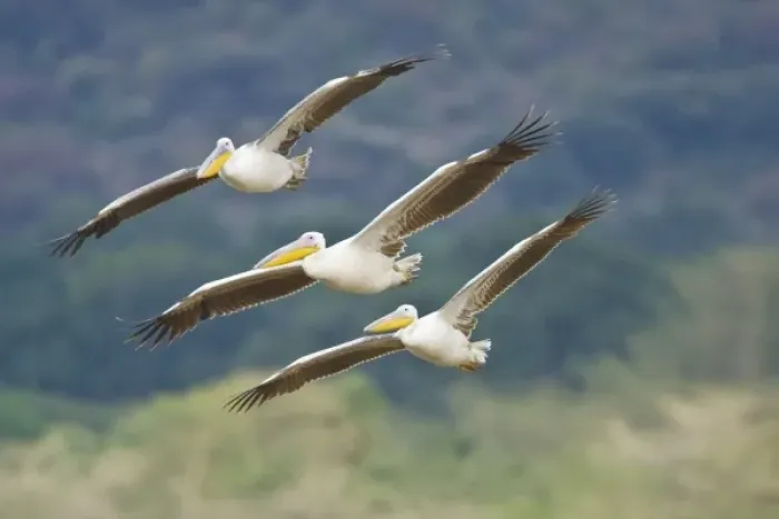 Framed Print : Africa. Tanzania. Great White Pelicans flying in Manyara NP