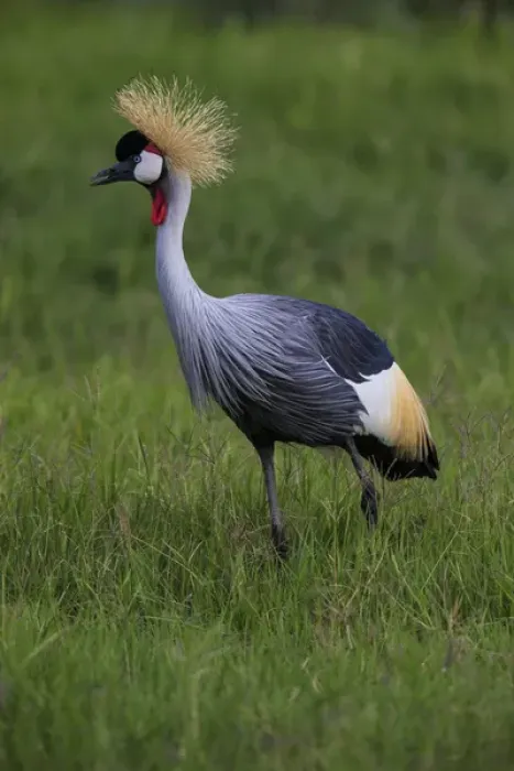 Framed Print : Africa. Tanzania. Grey crowned crane (Balearica regulorum) at Ngorongoro crater