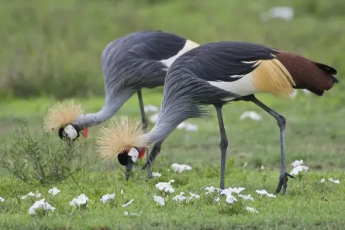 Framed Print : Africa. Tanzania. Grey Crowned Cranes at Ngorongoro Crater, Ngorongoro Conservation Area Framed Print : Africa. Tanzania. Grey Crowned Cranes at Ngorongoro Crater, Ngorongoro Conservation Area