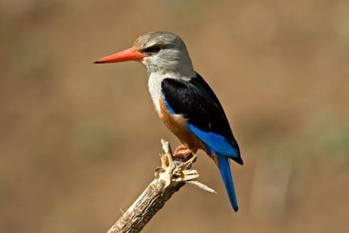 Framed Print : Africa, Tanzania, Grey-headed Kingfisher (Halcyon leucocephala)