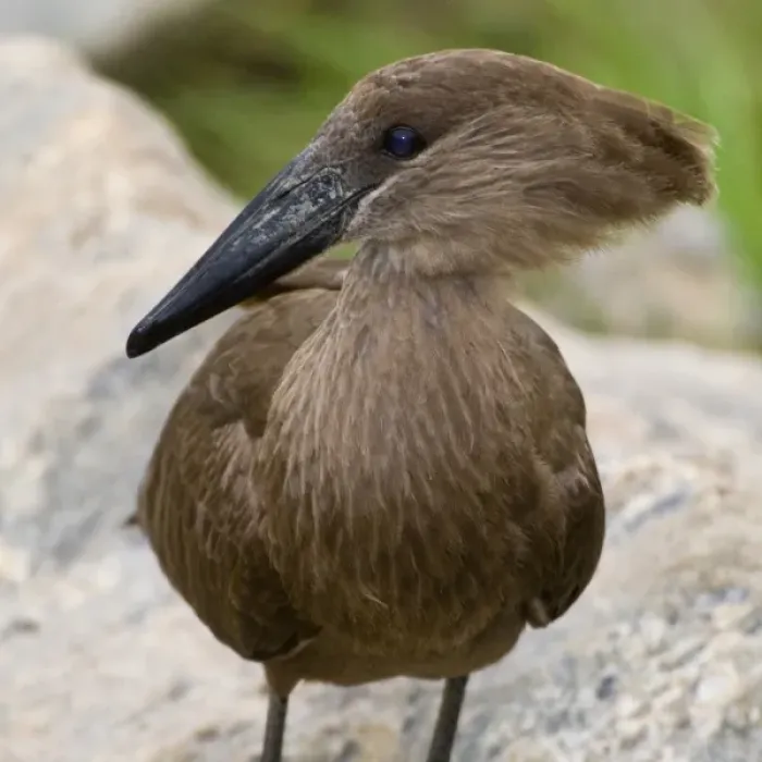 Framed Print : Africa. Tanzania. Hamerkop at Tarangire NP