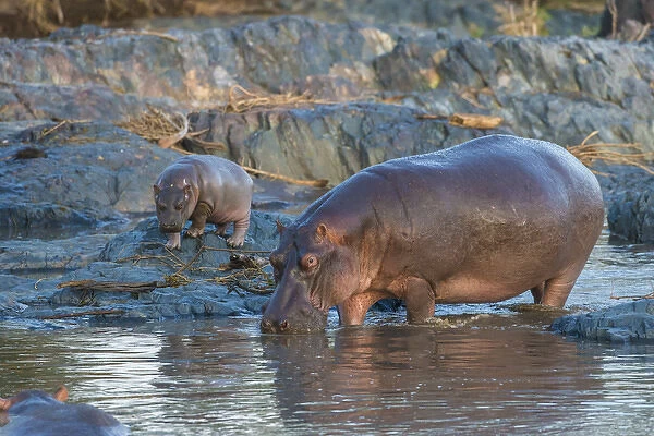 Africa. Tanzania. Hippopotamus (Hippopotamus amphibius) in Serengeti NP