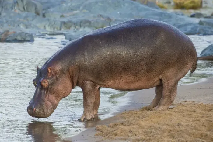 Framed Print : Africa. Tanzania. Hippopotamus (Hippopotamus amphibius) in Serengeti NP