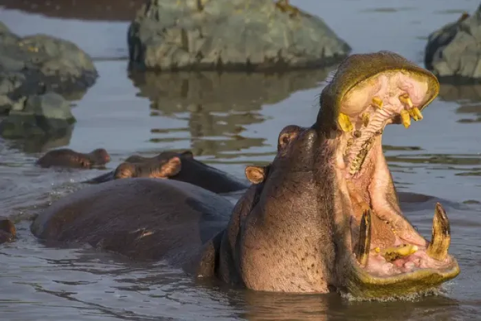 Framed Print : Africa. Tanzania. Hippopotamus (Hippopotamus amphibius) in Serengeti NP