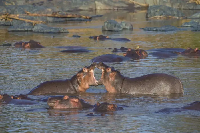 Framed Print : Africa. Tanzania. Hippopotamus (Hippopotamus amphibius) in Serengeti NP