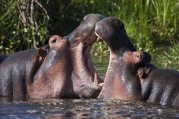 Africa. Tanzania. Hippopotamus sparring at the Hippo Pool at Ngorongoro Crater, Ngorongoro