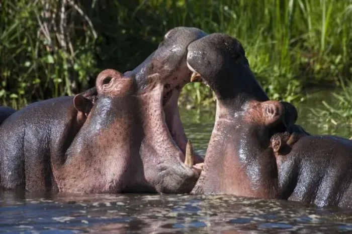 Framed Print : Africa. Tanzania. Hippopotamus sparring at the Hippo Pool at Ngorongoro Crater, Ngorongoro Framed Print : Africa. Tanzania. Hippopotamus sparring at the Hippo Pool at Ngorongoro Crater, Ngorongoro