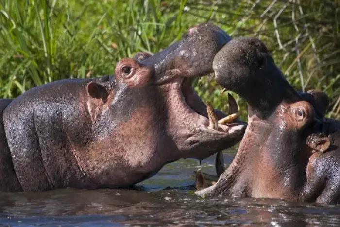 Framed Print : Africa. Tanzania. Hippopotamus sparring at the Hippo Pool at Ngorongoro Crater, Ngorongoro Framed Print : Africa. Tanzania. Hippopotamus sparring at the Hippo Pool at Ngorongoro Crater, Ngorongoro