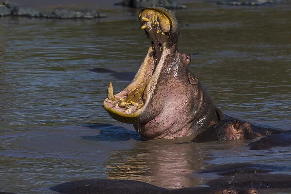 Africa. Tanzania. Hippopotamus yawn (Hippopotamus amphibius) in Serengeti NP