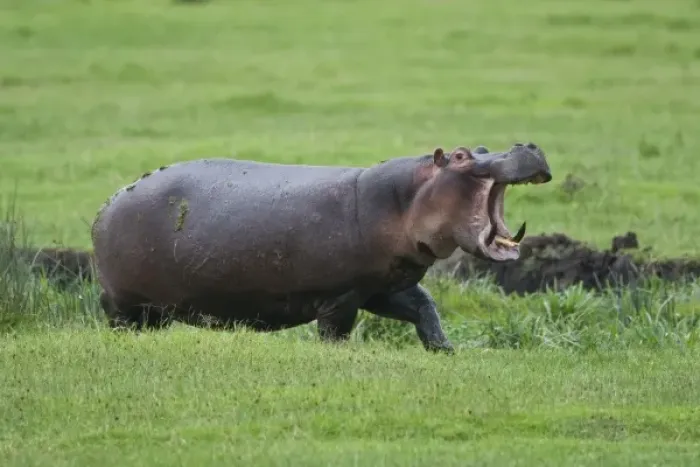 Framed Print : Africa. Tanzania. Hippopotamus yawns at the Hippo Pool at Ngorongoro Crater, Ngorongoro