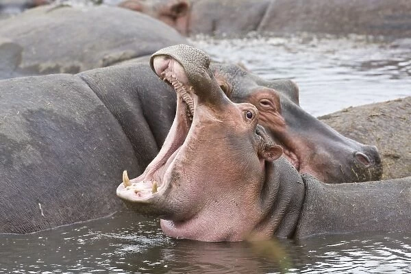 Africa. Tanzania. Hippos at the Hippo Pool in Ngorongoro Crater