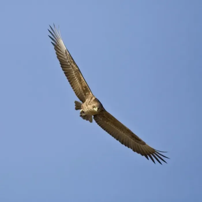 Framed Print : Africa. Tanzania. Immature Bateleur Eagle flying in Serengeti NP Framed Print : Africa. Tanzania. Immature Bateleur Eagle flying in Serengeti NP