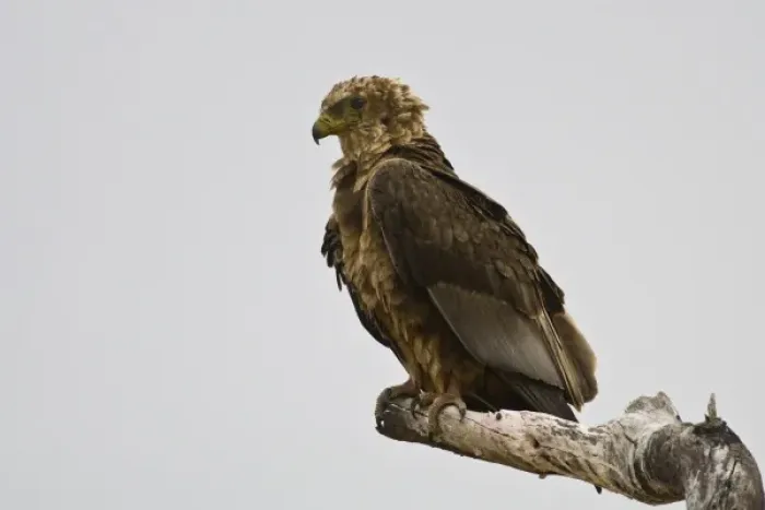 Framed Print : Africa. Tanzania. Immature Bateleur Eagle at Tarangire NP