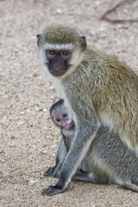 Framed Print : Africa, Tanzania, Lake Manyara National Park. Vervet monkey with nursing baby. Credit as