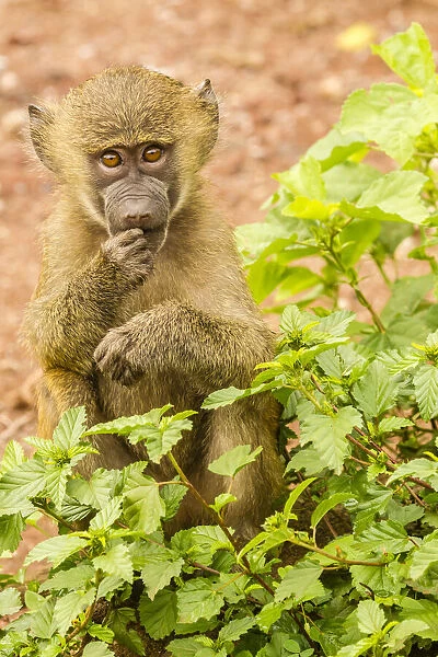 Africa, Tanzania, Lake Manyara National Park. Olive baboon baby close-up