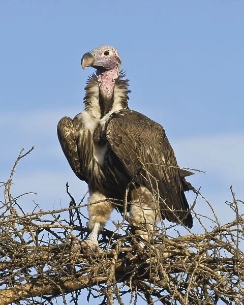 Africa. Tanzania. Lappet-Faced Vulture at Ndutu in the Ngorongoro Conservation Area