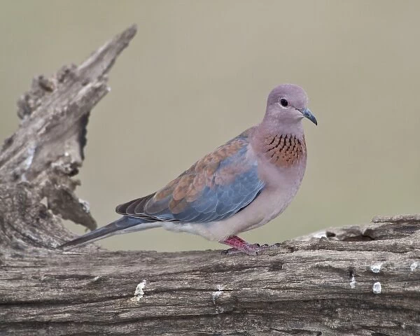 Africa. Tanzania. Laughing Dove at Ndutu in the Ngorongoro Conservation Area