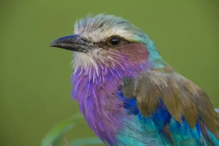 Framed Print : Africa. Tanzania. Lilac-breasted roller (Coracias caudatus) in Serengerti NP