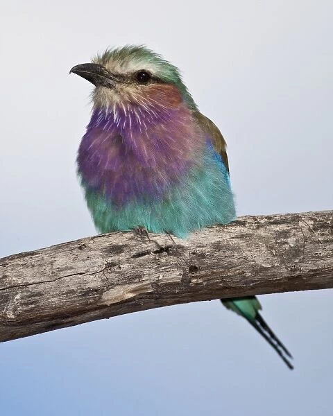 Africa. Tanzania. Lilac-Breasted Roller at Ndutu in the Ngorongoro Conservation Area