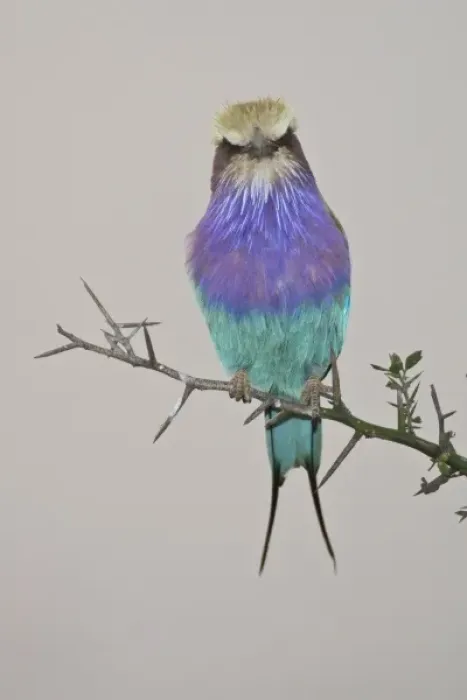 Framed Print : Africa. Tanzania. Lilac-breasted Roller at Tarangire NP