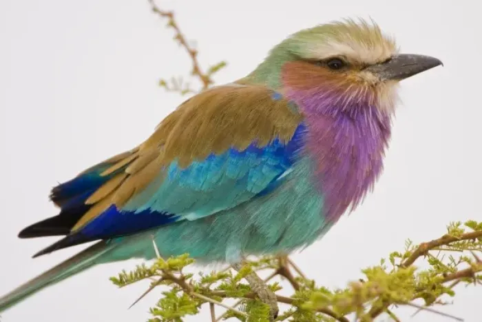 Framed Print : Africa. Tanzania. Lilac-breasted Roller at Tarangire NP Framed Print : Africa. Tanzania. Lilac-breasted Roller at Tarangire NP