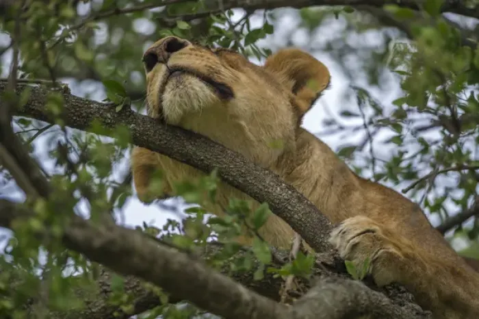 Framed Print : Africa, Tanzania, Lion in tree