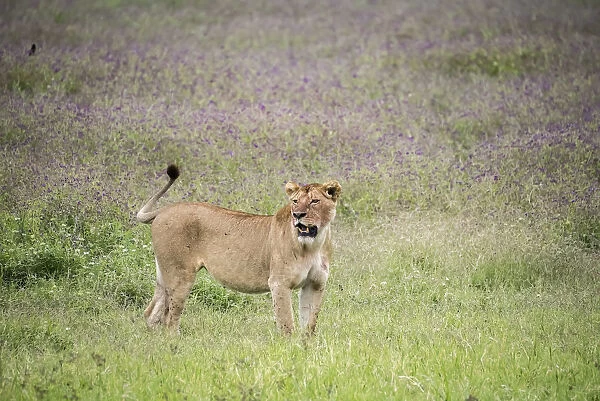Africa, Tanzania. Lioness in flowery grass