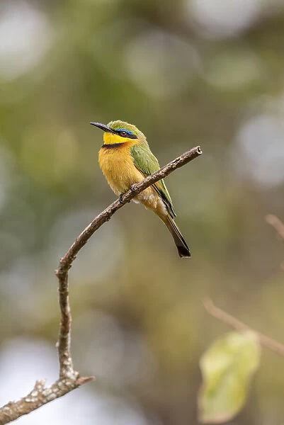 Africa, Tanzania. Little bee-eater bird on limb. Credit as