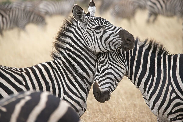 Africa, Tanzania. Loving zebras nuzzle in the Serengeti