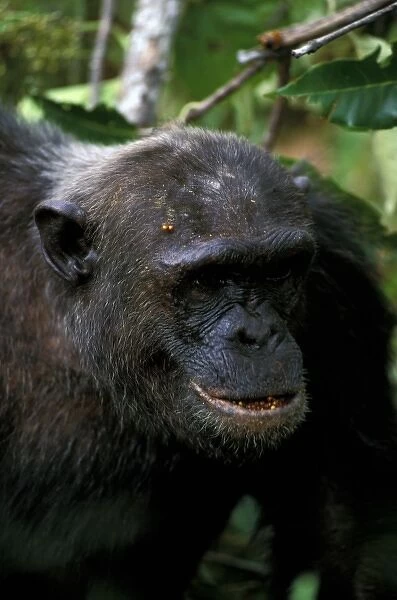 Africa, Tanzania, Mahale National Park. Chimpanzee (Pan troglodites)